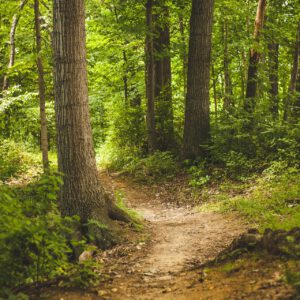 bosbaden forestbathing