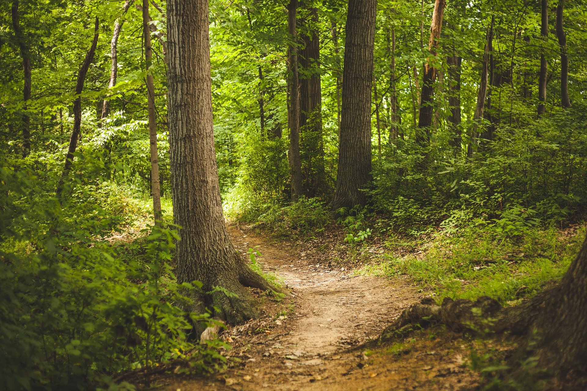 bosbaden forestbathing