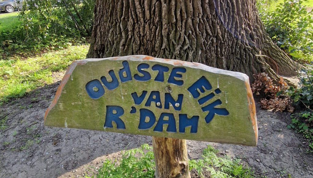 invloed van het verleden van je ouders. Oudste eik van Rotterdam
